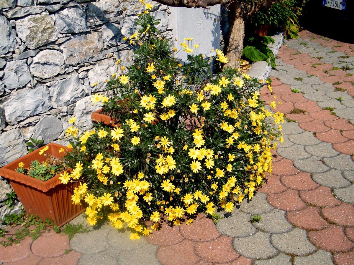 B&B Alle Ortensie Blu Sesta Godano Exterior foto